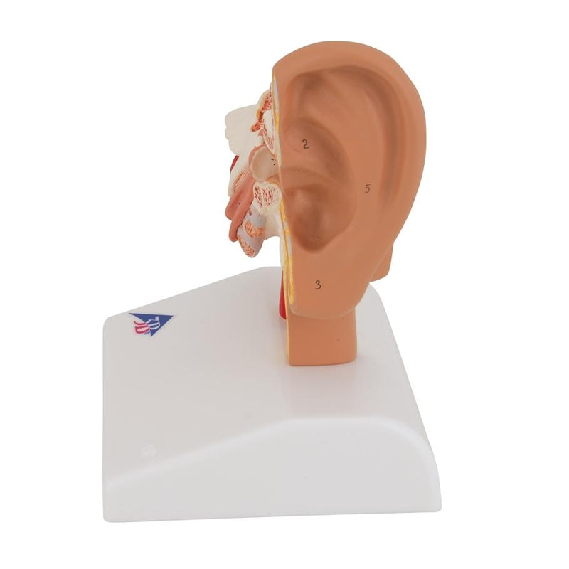 Ear Model for Desktop, 1.5x Life Size