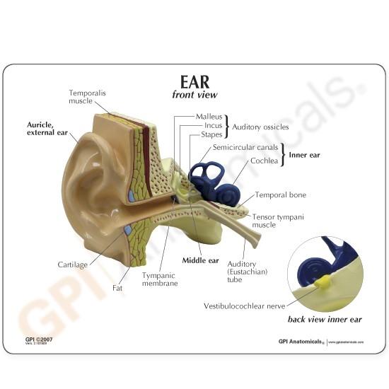 Large Ear Model Labeled Ear Anatomy Model Labeled