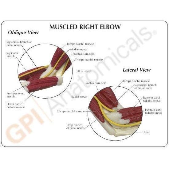 Elbow Joint Model with Muscles