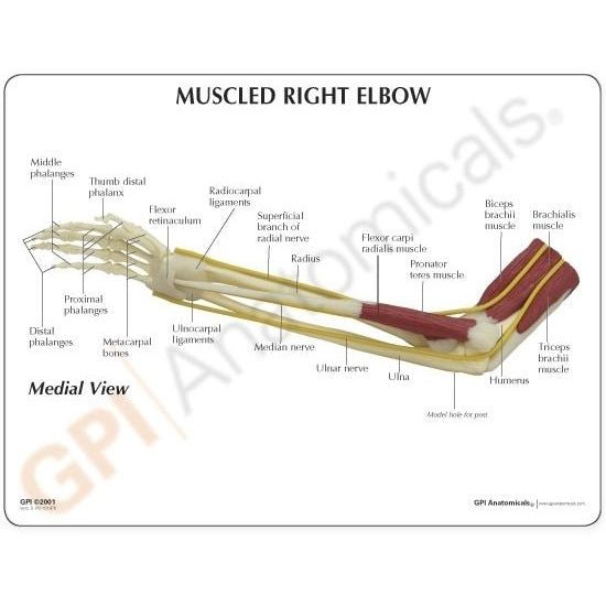Elbow Joint Model with Muscles