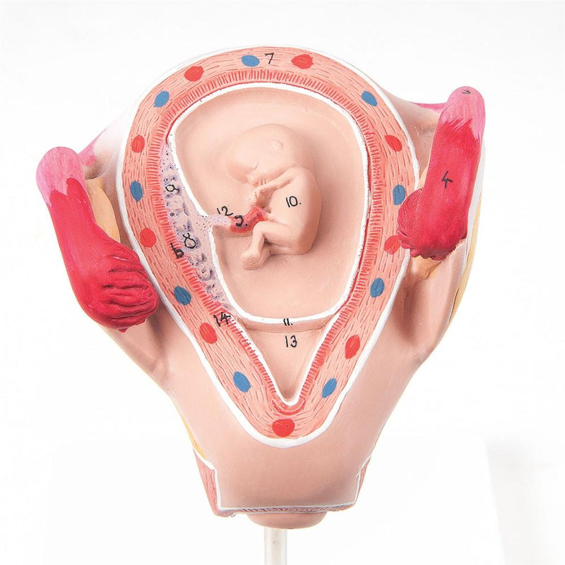 Embryo Model, 2 Month