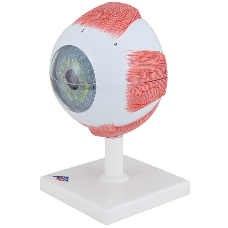 Eye Model, 5 times full-size, 6 part