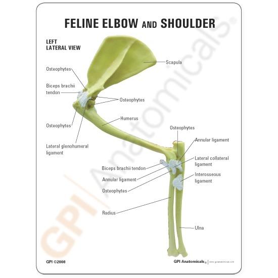 Feline Elbow and Shoulder Model