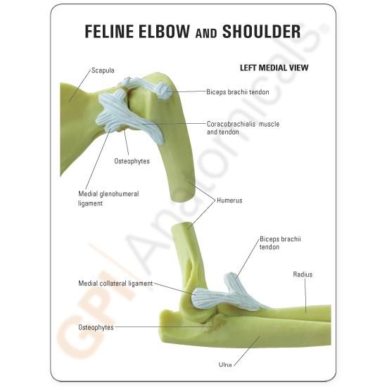 Feline Elbow and Shoulder Model