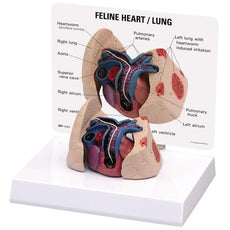 Feline Heart and Lung Model