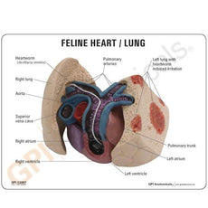Feline Heart and Lung Model