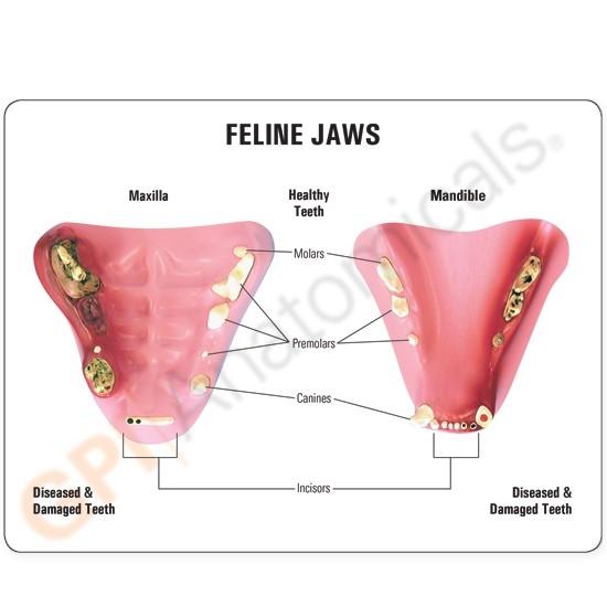 Feline Jaw Model