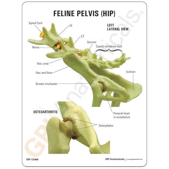 Feline Pelvis Model - Hip