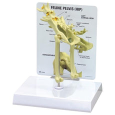 Feline Pelvis Model - Hip