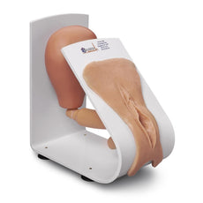 Female Catheterization Model, Mounted on a Training Stand