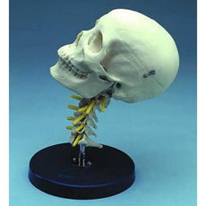 Female Cervical Skull