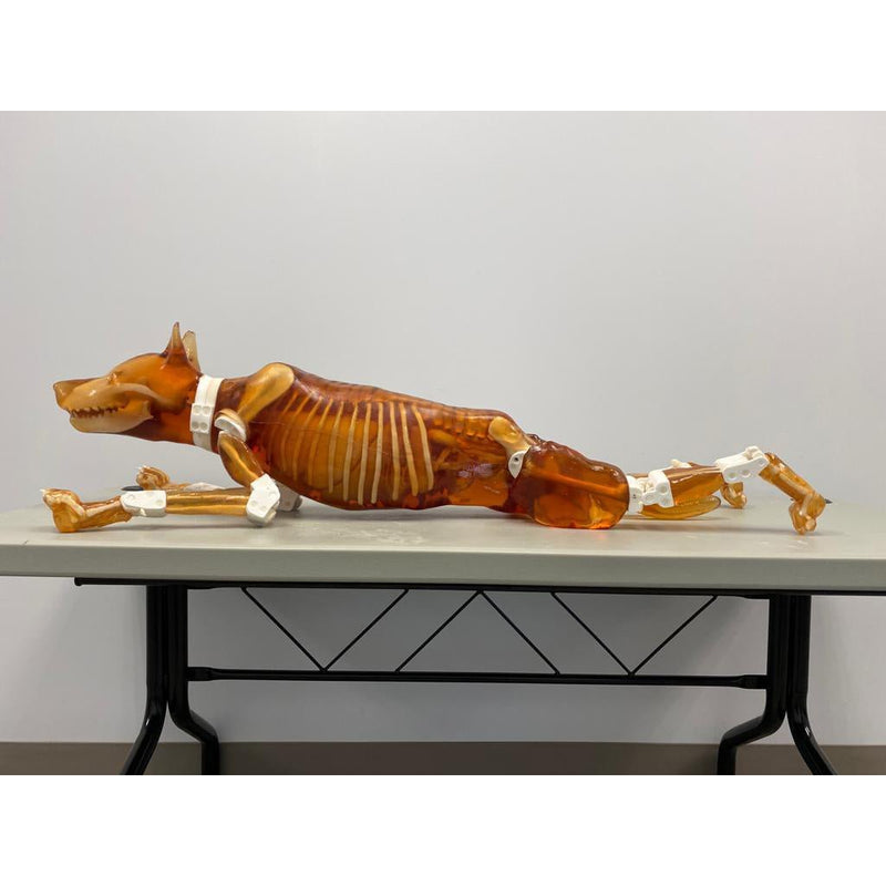 Female Dog Phantom for X-Ray and Ultrasound Imaging