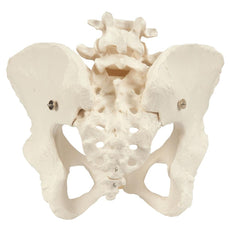 Female Pelvic Skeleton Model