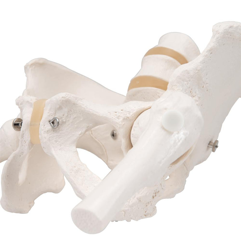 Female Pelvic Skeleton Model, with movable femur heads