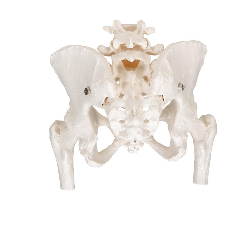 Female Pelvic Skeleton Model, with movable femur heads