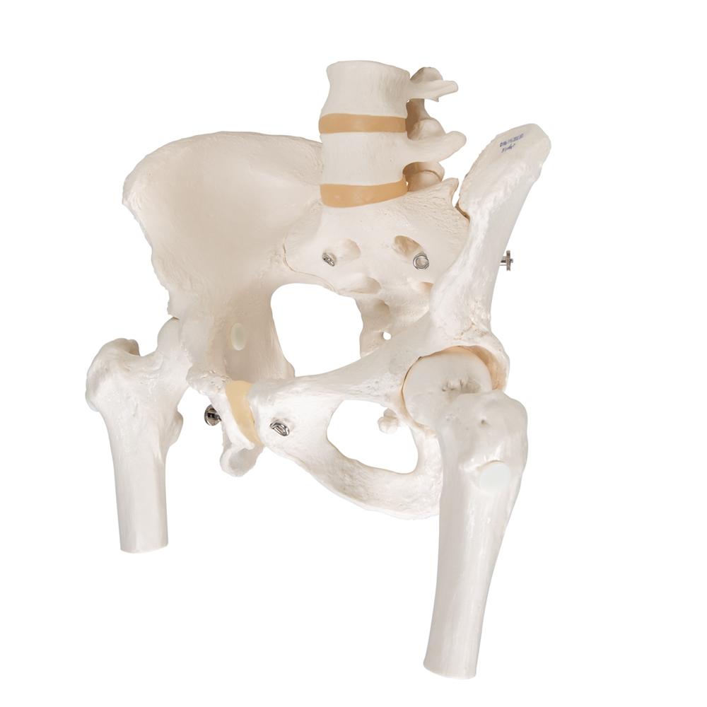 New Horizon Female Pelvis Skeleton On Elastic With Movable Femur | INDIA New Horizon Female Pelvis Skeleton On Elastic With Movable Femur | INDIA