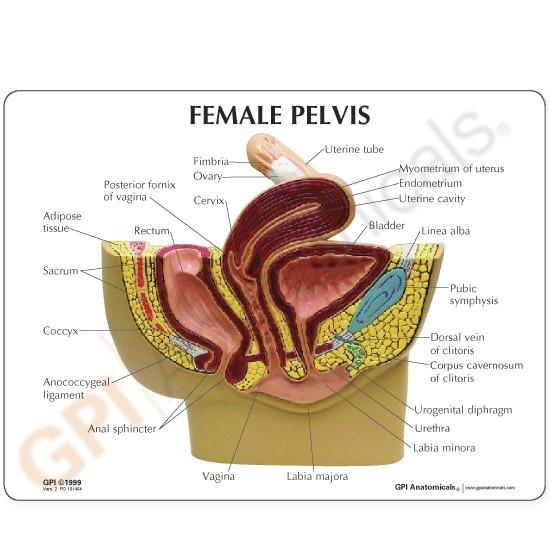 Female Pelvis Cross-Section Model