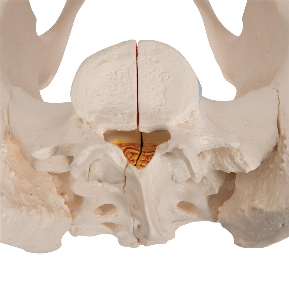 3B Scientific L20 3-Part Pregnancy Pelvis Model - Removable Fetus, 40th Week Pregnancy Anatomy For Education