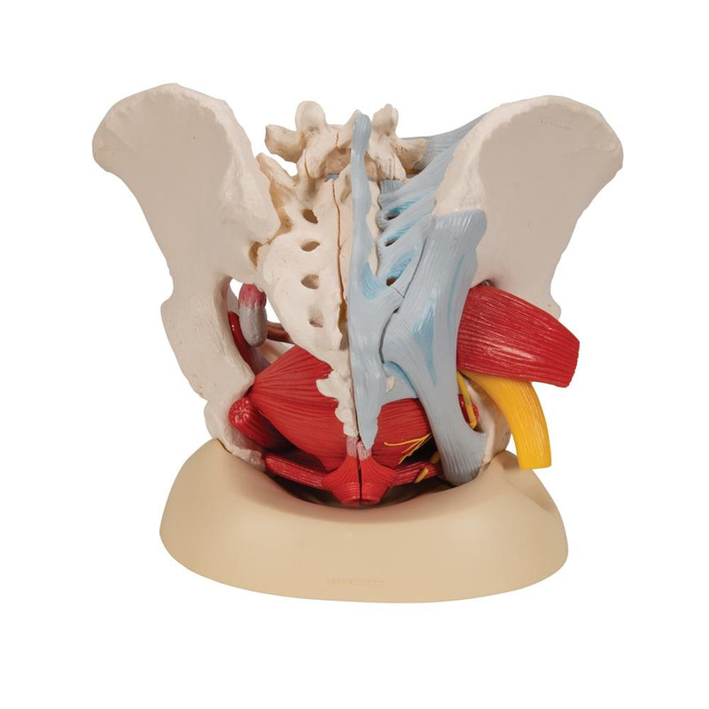 Female Pelvis Model with Ligaments, Pelvic Floor and Organs, 6 part