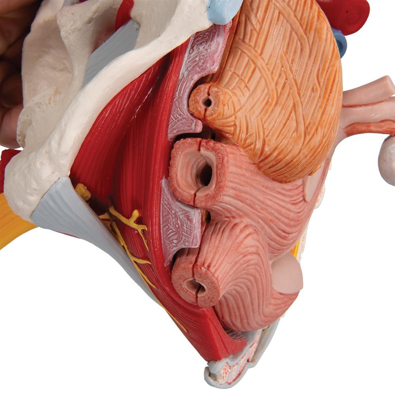 Female Pelvis Model with Ligaments, Pelvic Floor and Organs, 6 part
