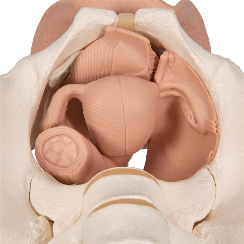 Female Pelvis Skeleton Model  with Genital Organs, 3-part