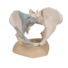 Female Pelvis with Ligaments, 3 part