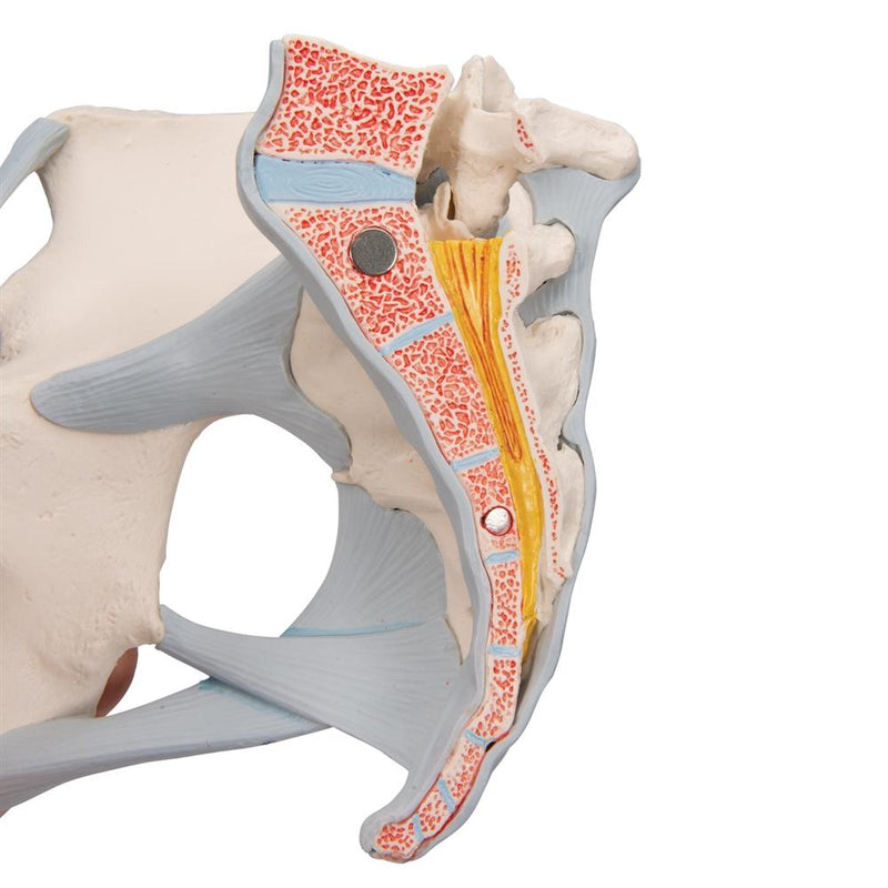 Female Pelvis with Ligaments Muscles and Organs