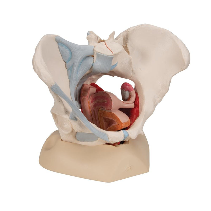 Female Pelvis with Ligaments Muscles and Organs