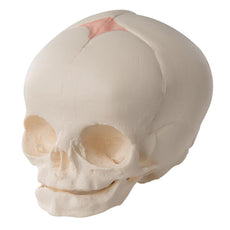 Fetal Skull Model in the 30th Week of Pregnancy