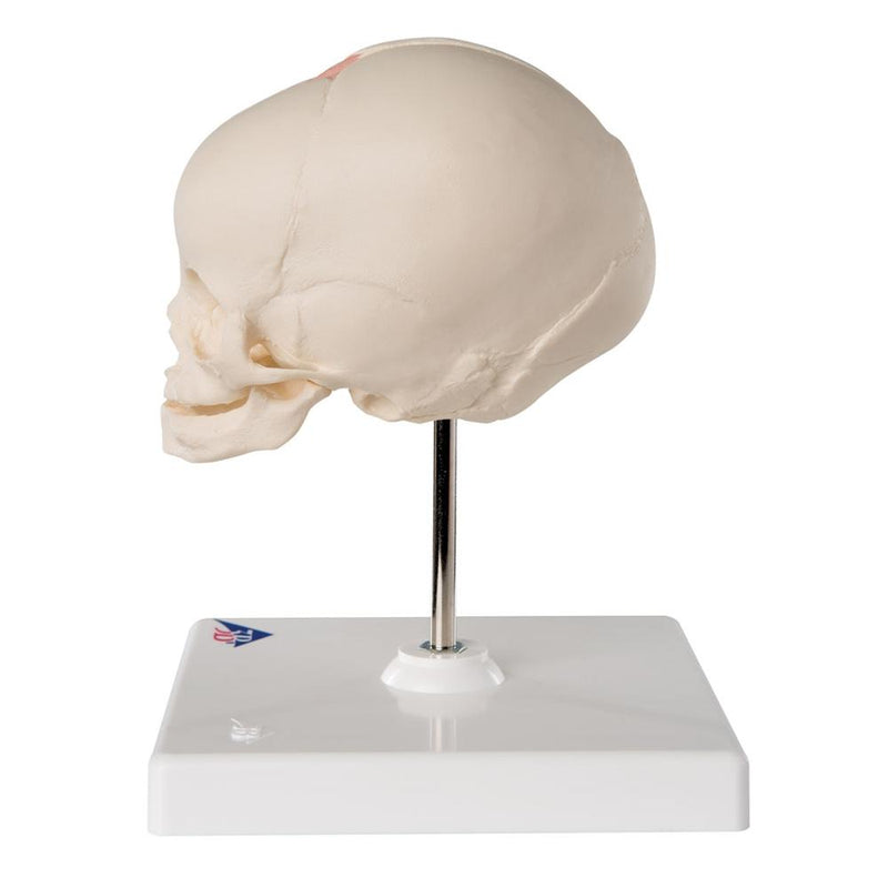 Fetal Skull Model, with stand
