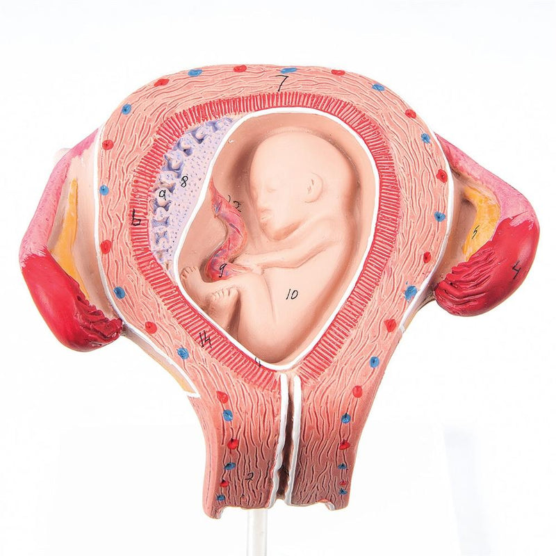 Fetus Model, 3 Month