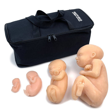 Pregnancy Anatomy Models | Embryonic Development Anatomy Models ...