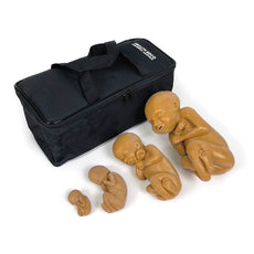 Fetus Model Set of 4, Brown