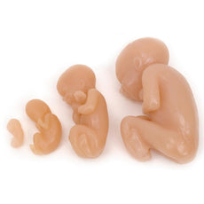 Fetus Model Set of 4, Beige