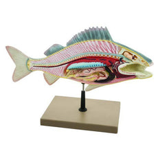 Fish Dissection Model - Perch Big