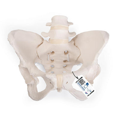 Flexible Female Pelvic Skeleton Model