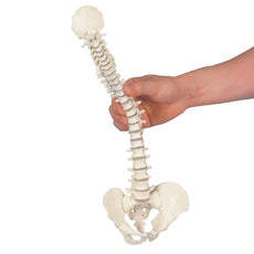 Flexible Mini Spinal Column Without Base