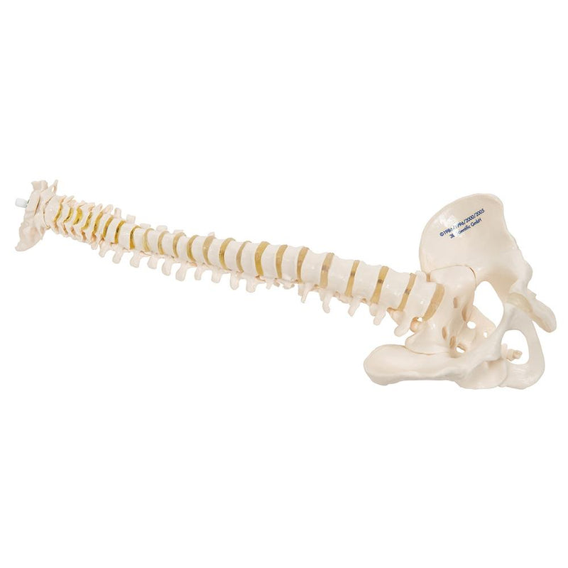 Flexible Mini Spinal Column Without Base
