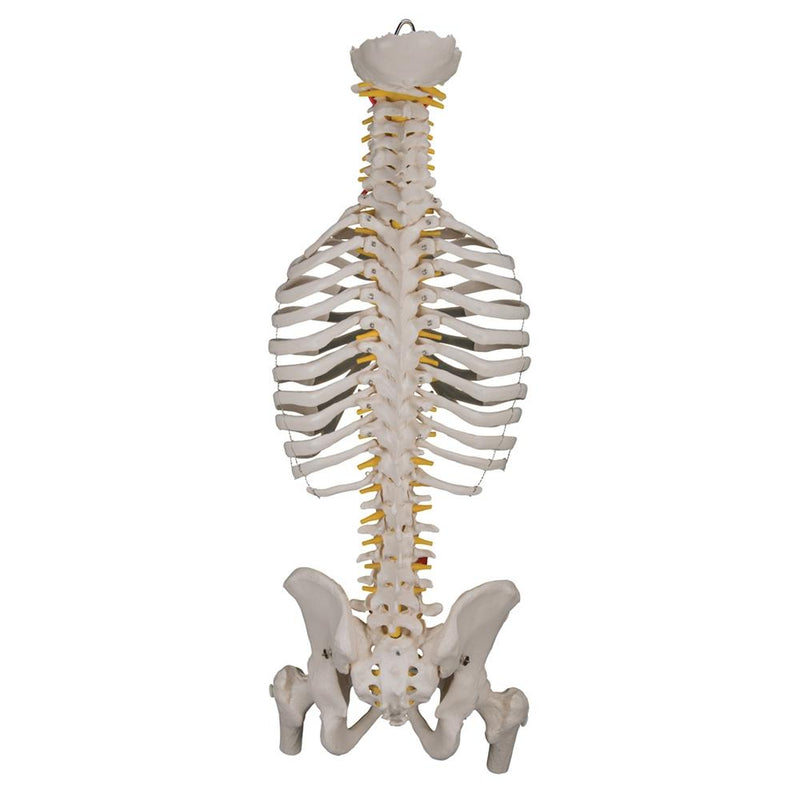 Flexible Spine Model with Ribs and Femur Heads