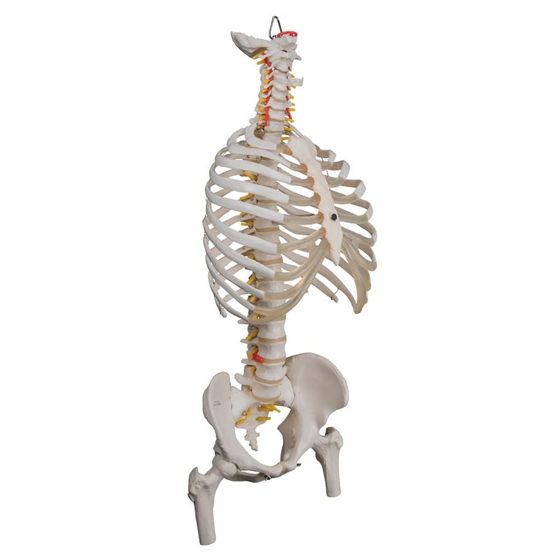 Flexible Spine Model with Ribs and Femur Heads