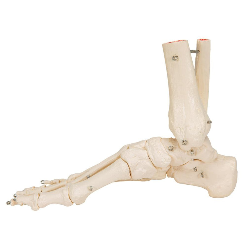 Foot and Ankle Skeleton Model