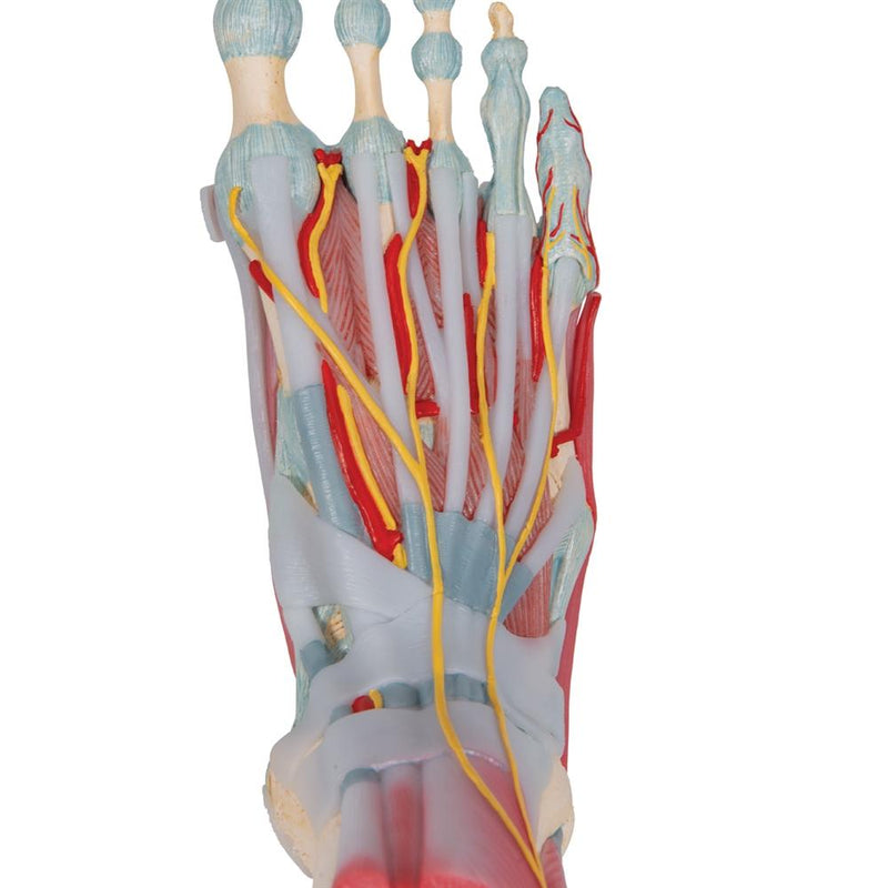 Foot Skeleton, Ligaments and Muscles