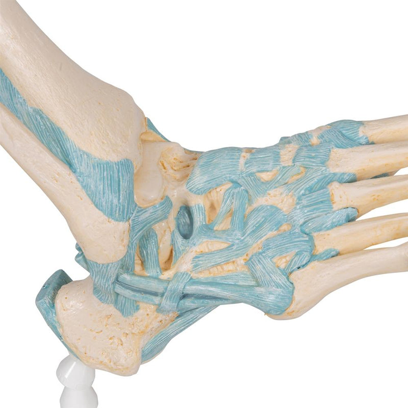 Foot Skeleton Model with Ligaments