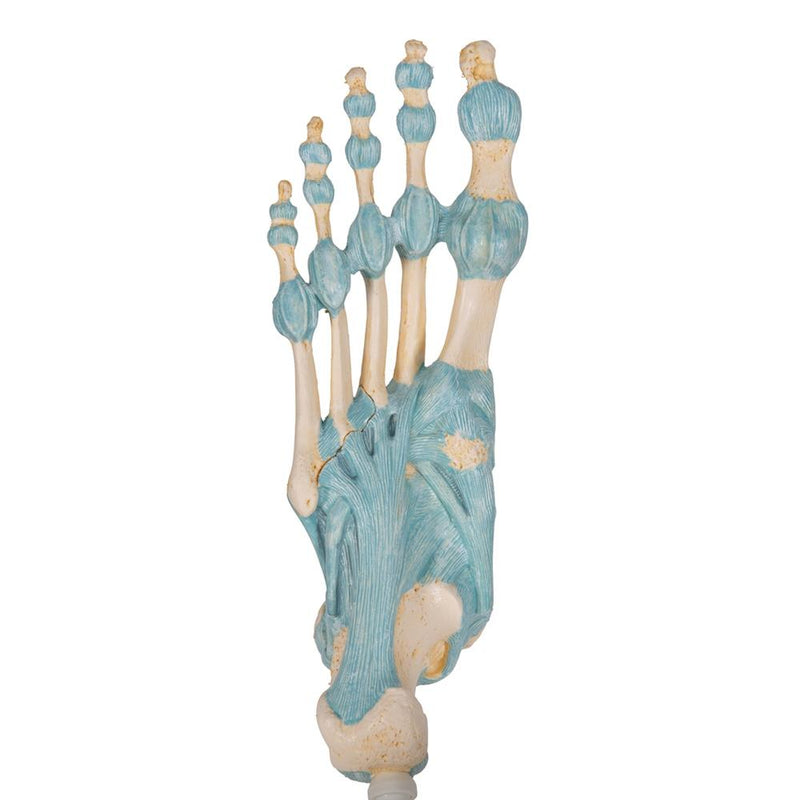 Foot Skeleton Model with Ligaments