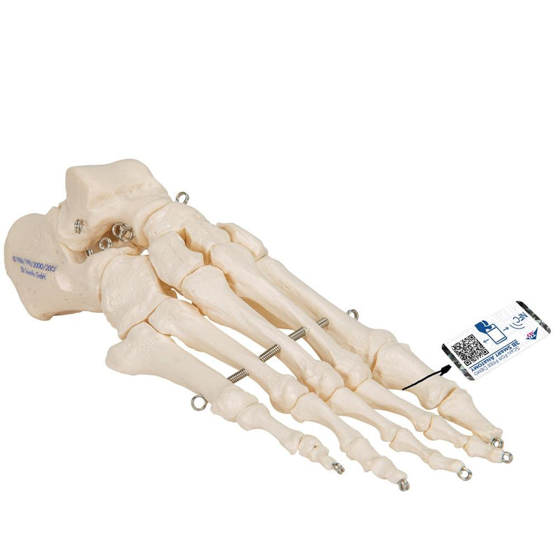 Foot Skeleton Wire Mounted