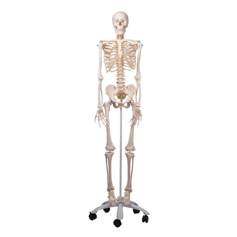 Fred Flexible Skeleton on Pelvic Stand