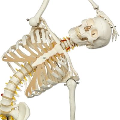 Fred Flexible Skeleton on Pelvic Stand – GTSimulators.com
