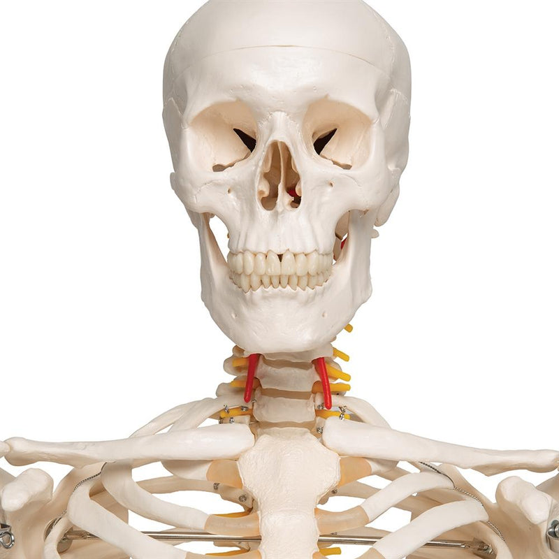 Fred Flexible Skeleton on Pelvic Stand