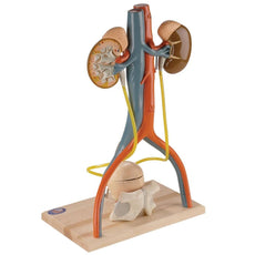 Free-Standing Male Urinary System Model (0145-00)