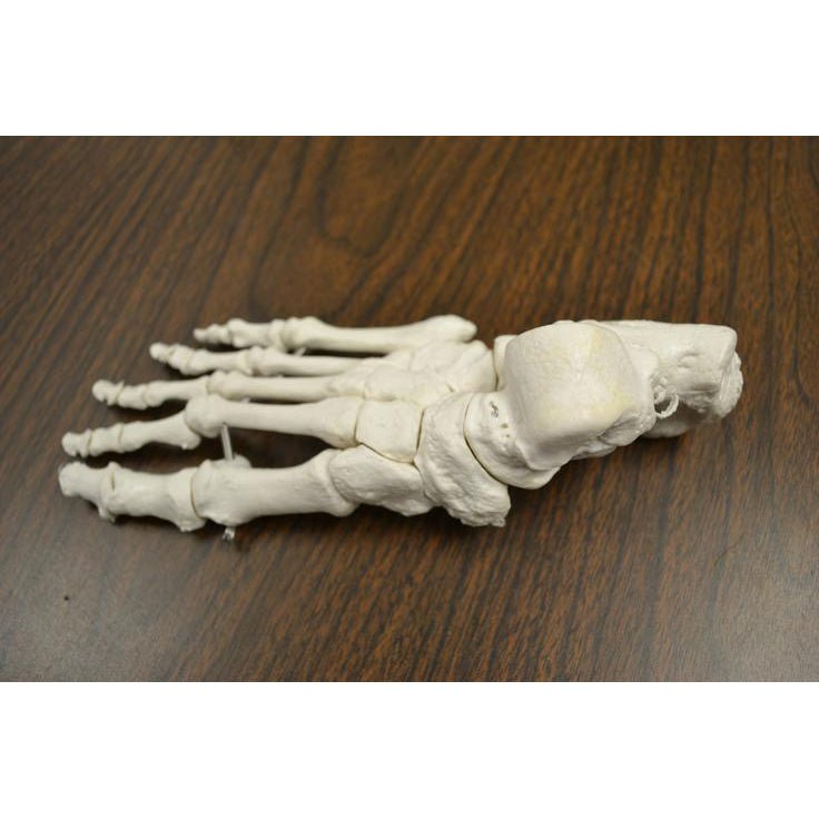 Full Disarticulated Human Skeleton